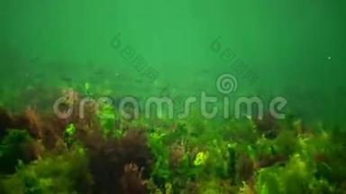 海洋中的光合作用，水下景观，鱼类花药。 绿<strong>藻</strong>、红<strong>藻</strong>和褐<strong>藻</strong>